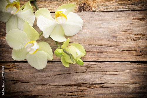 Fototapeta Naklejka Na Ścianę i Meble -  Orchid flower.