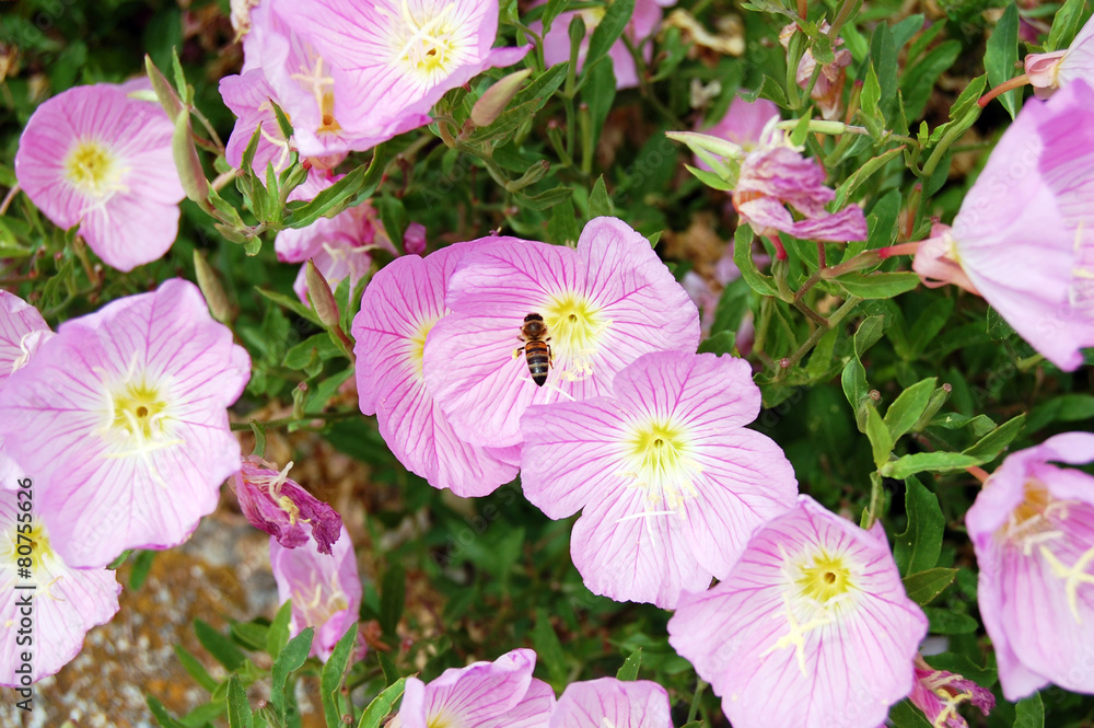 Obraz Różowa Primarosa i pszczoła