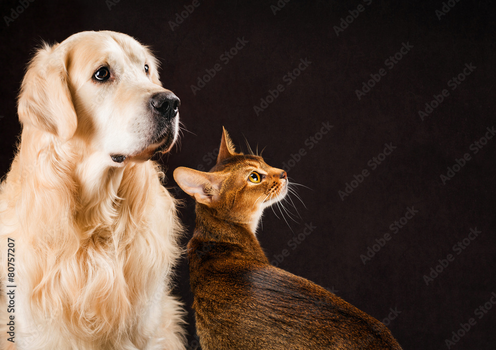 Cat and dog, abyssinian kitten, golden retriever looks at right