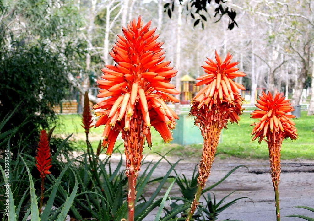 Ramat Gan Park Aloe 2007 Ramat Gan Park Aloe 2007