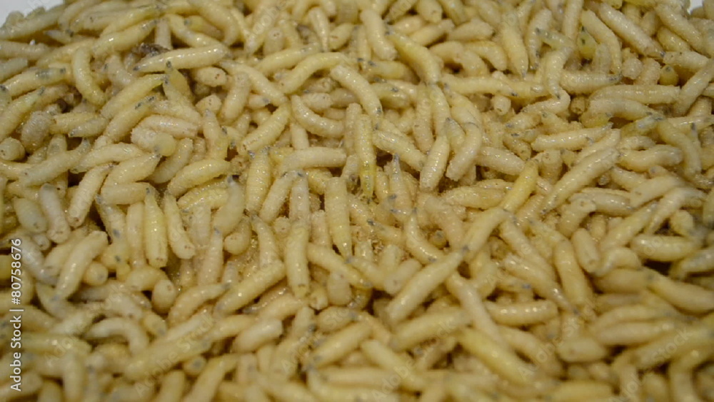 white aka yellow helminth worms (maggot) closeup, random movement, exotic organic food diversity white aka yellow helminth worms (maggot) closeup, random movement, exotic organic food diversity
