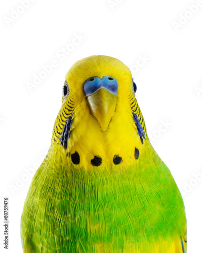 Budgerigar. Parrot. photo