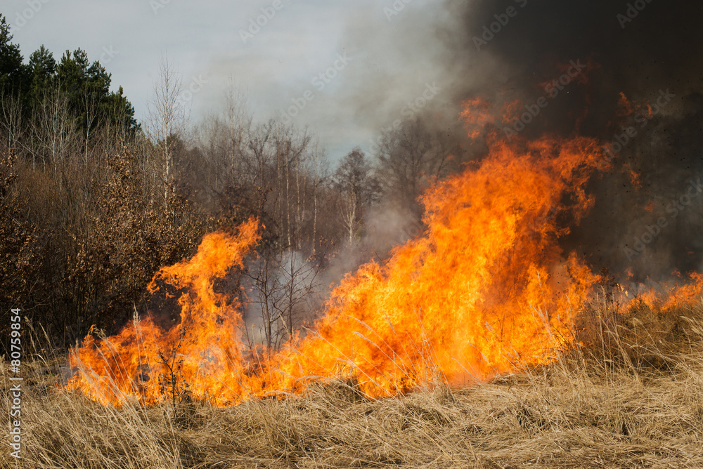 Fire on agricultural land near forest