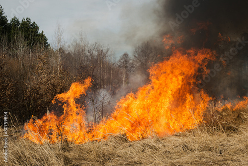 Fire on agricultural land near forest © gilitukha