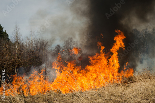 Fire on agricultural land near forest © gilitukha