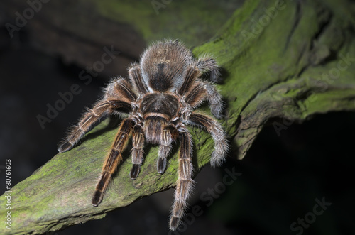 Spinne