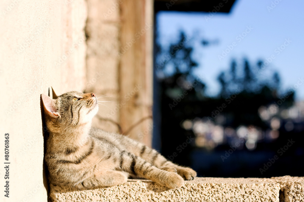 Obraz premium Young tabby cat lying on the wall and looking up, sunbathing.