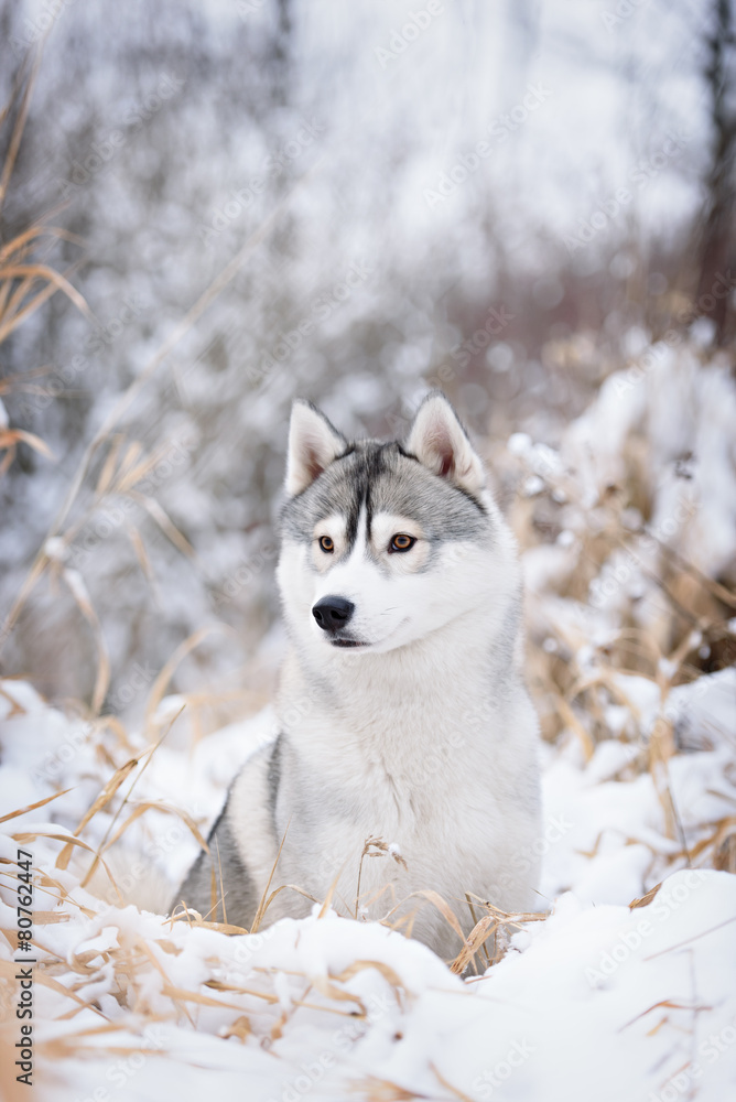 Fototapeta premium purebred husky in winter