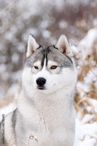 purebred husky in winter © brusnikaphoto