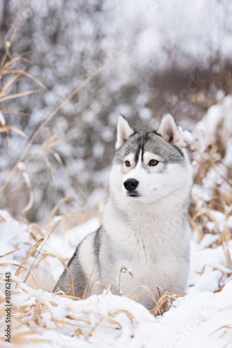 Fototapeta Naklejka Na Ścianę i Meble -  purebred husky in winter