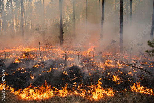 Forest fire in pine stand