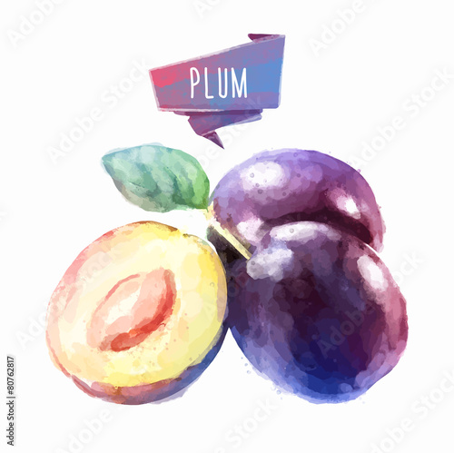 Plum hand drawn watercolor, on a white background.