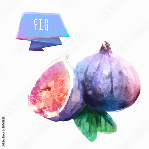 Fig hand drawn watercolor, on a white background.