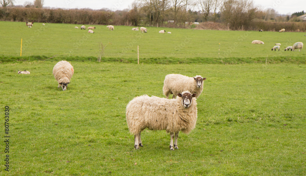 Fototapeta premium Sheep on a pasture