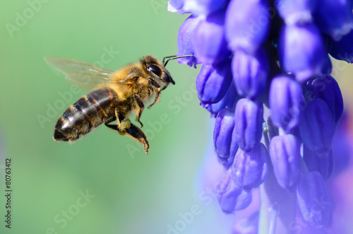 Pszczoła photo