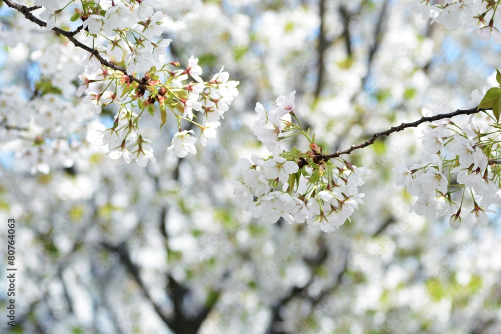 Obraz premium 満開のオオシマザクラ