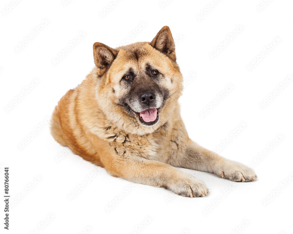 Beautiful Akita Dog Laying