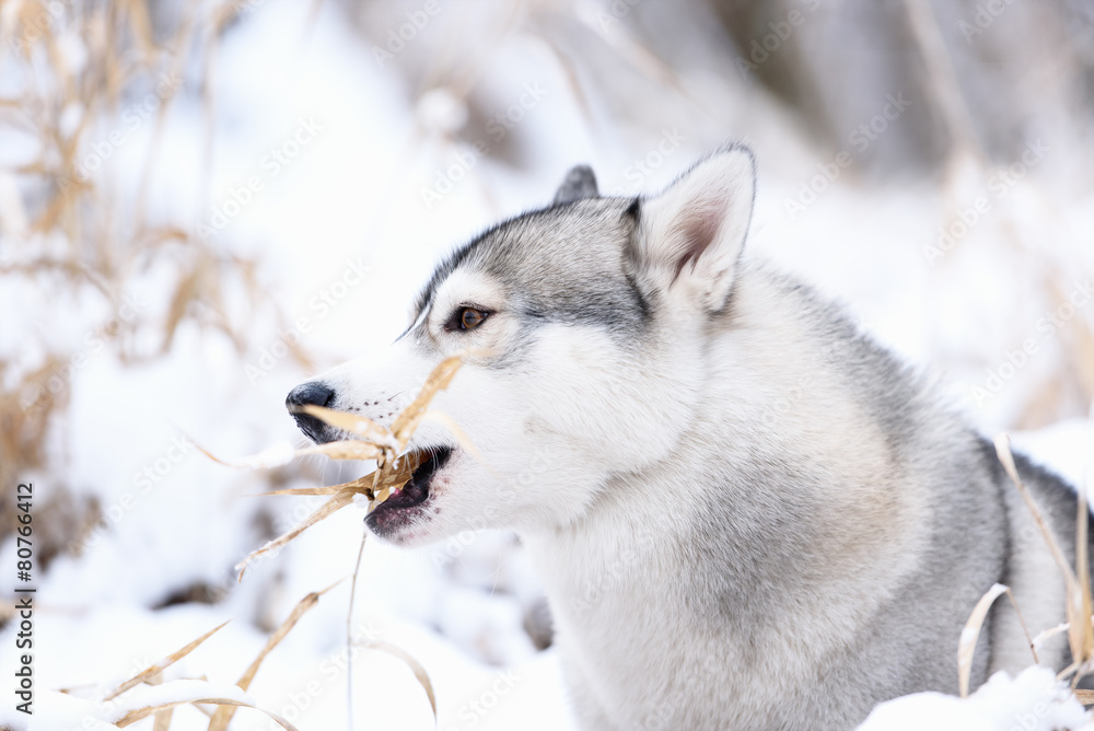 siberian husky dog winter portrait