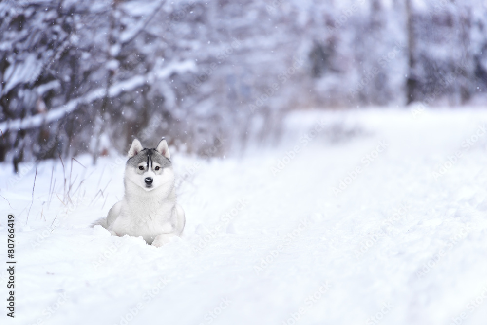 siberian husky dog winter portrait