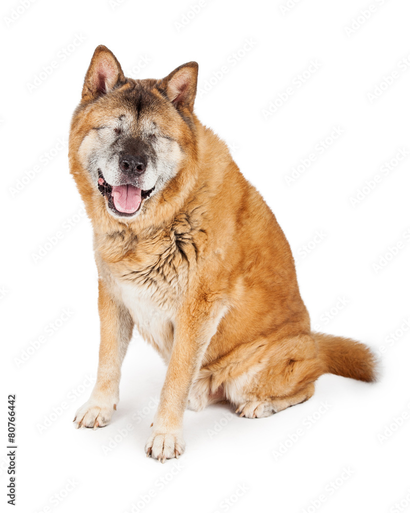 Blind Akita Dog Isolated on White