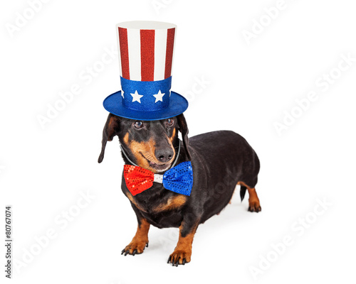 Fototapeta Naklejka Na Ścianę i Meble -  Fourth of July Dachshund Dog