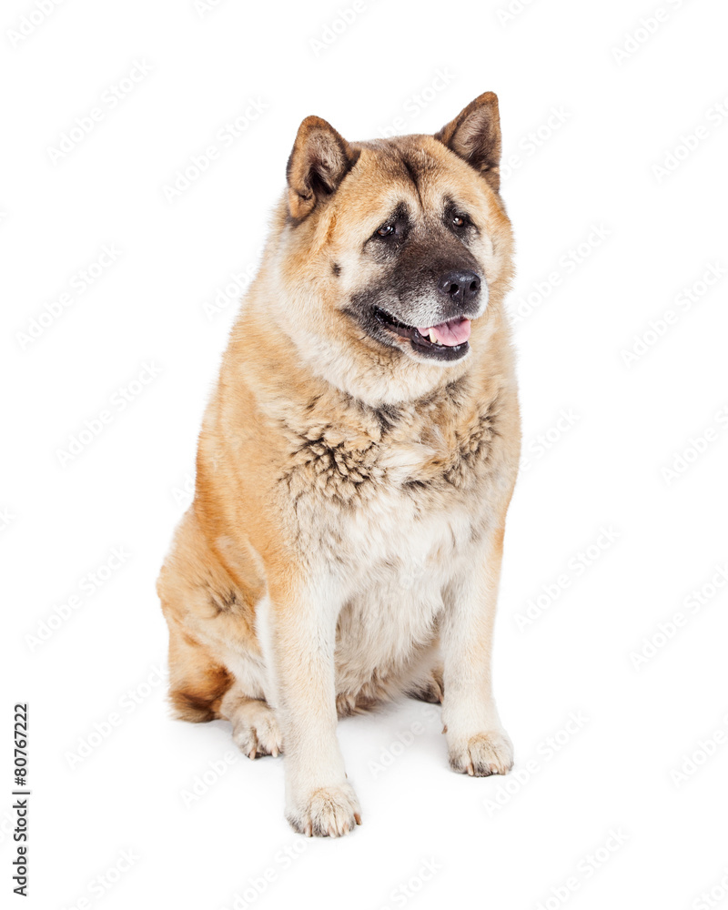 Large Akita Dog Sitting Looking to Side