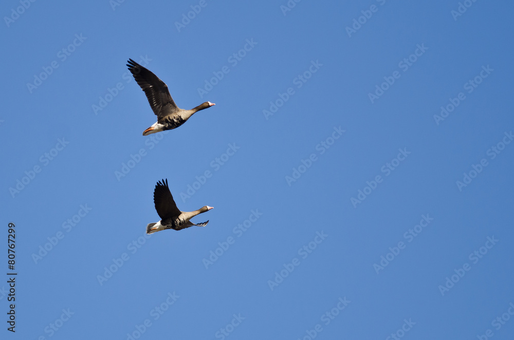 Two Greater White-Fronted Geese Flying in a Blue Sky Two Greater White-Fronted Geese Flying in a Blue Sky