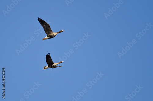 Two Greater White-Fronted Geese Flying in a Blue Sky