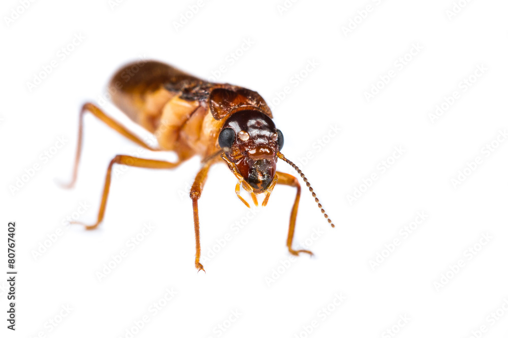 Termite white ant isolated Termite white ant isolated