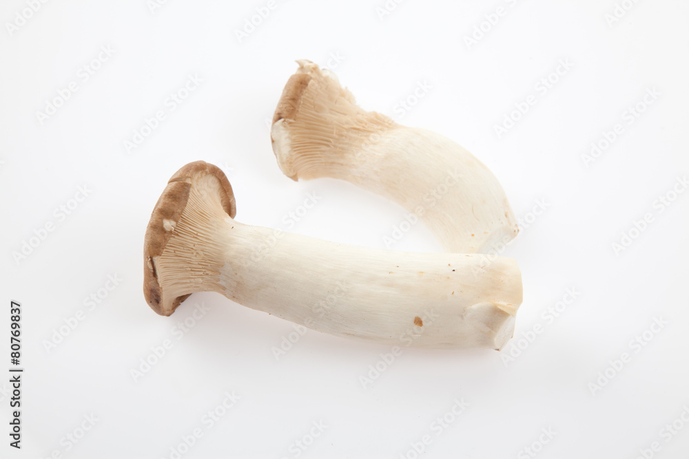 Mushroom on white background Mushroom on white background