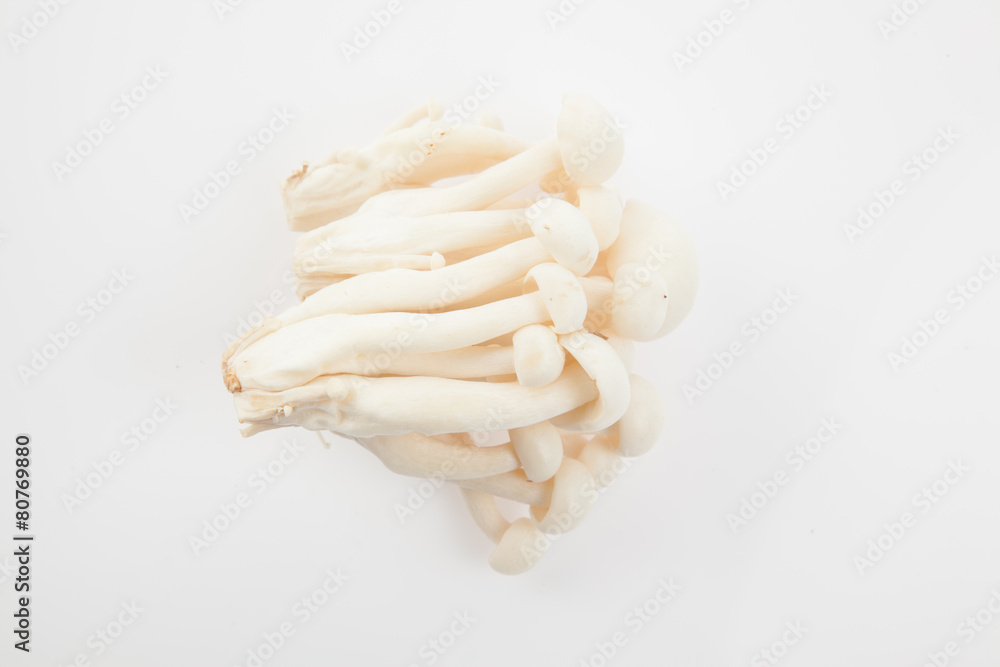 Mushroom on white background Mushroom on white background