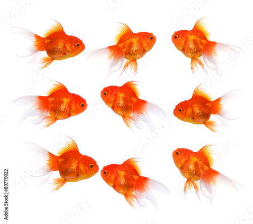 Gold fish on a white background