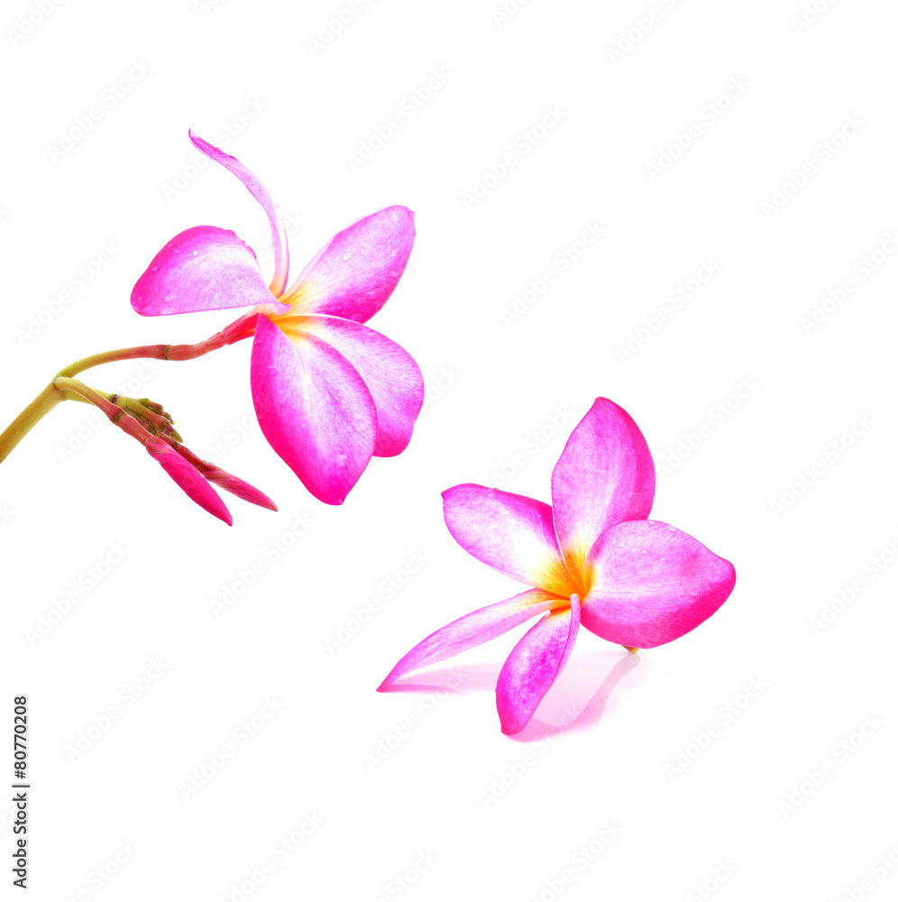 frangipani flower on white