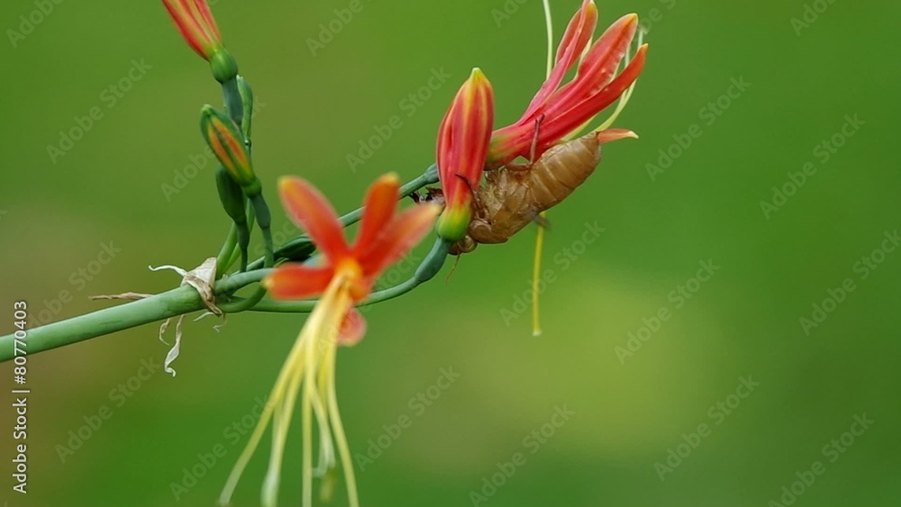 cicadas left case was left on the flower cicadas left case was left on the flower