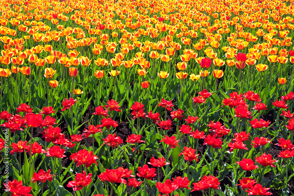 flowers of tulips blossomed in the spring