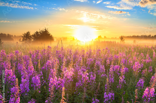landscape with the sunrise and blossoming meadow