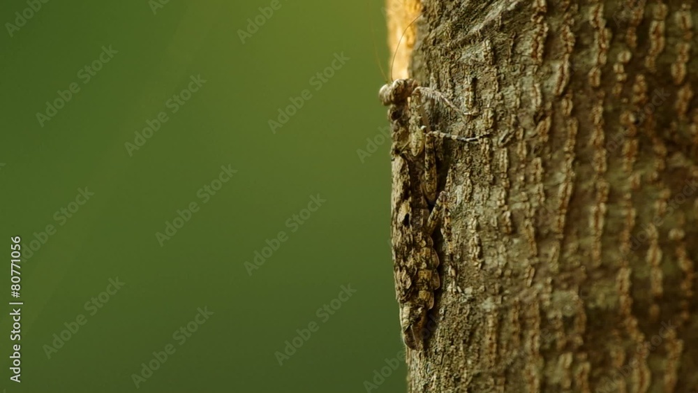 camouflage mantis is staying on the tree bark and running away