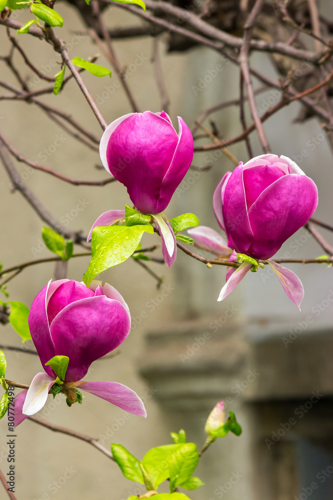 magnolia flowers on a blury background magnolia flowers on a blury background