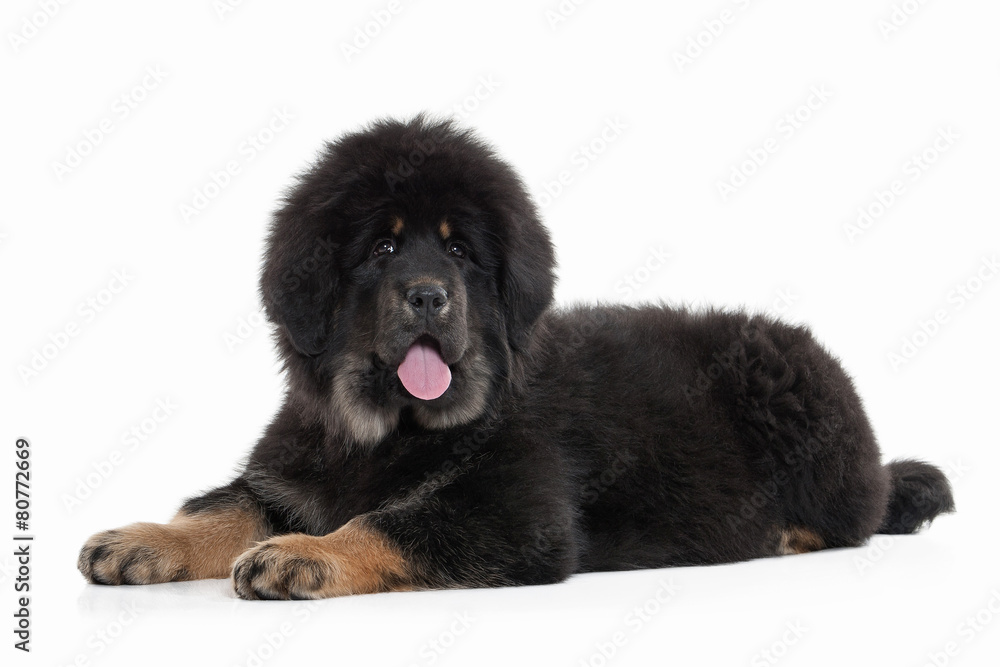 Dog. Tibetan mastiff puppy on white background Dog. Tibetan mastiff puppy on white background