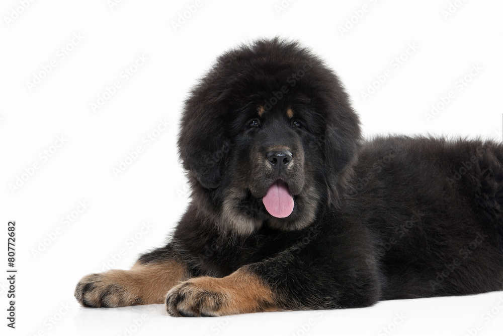 Fototapeta premium Dog. Tibetan mastiff puppy on white background