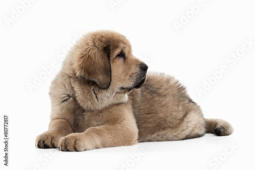 Fototapeta Naklejka Na Ścianę i Meble -  Dog. Tibetan mastiff puppy on white background