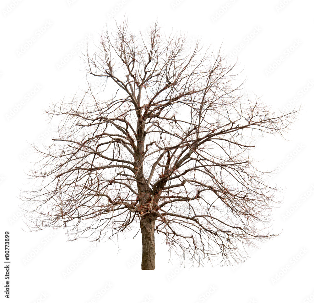 Obraz premium tree isolated