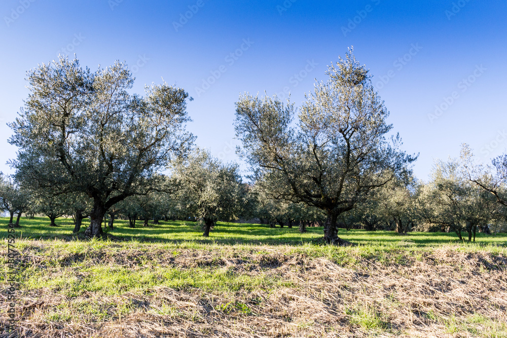 Fototapeta premium Olive trees on green and yellow weeds