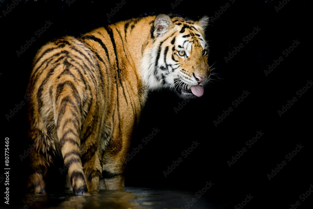 Naklejka premium tiger