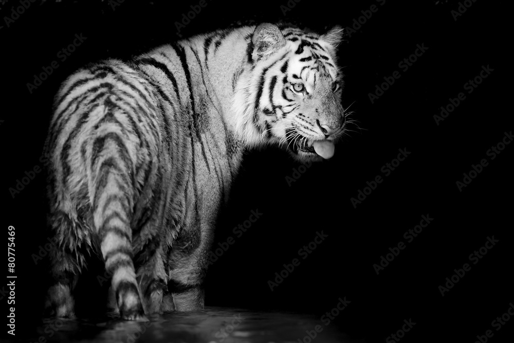 Obraz premium white tiger