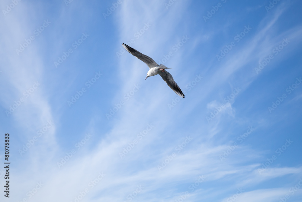 White seagull flying in blue cloudy sky background White seagull flying in blue cloudy sky background