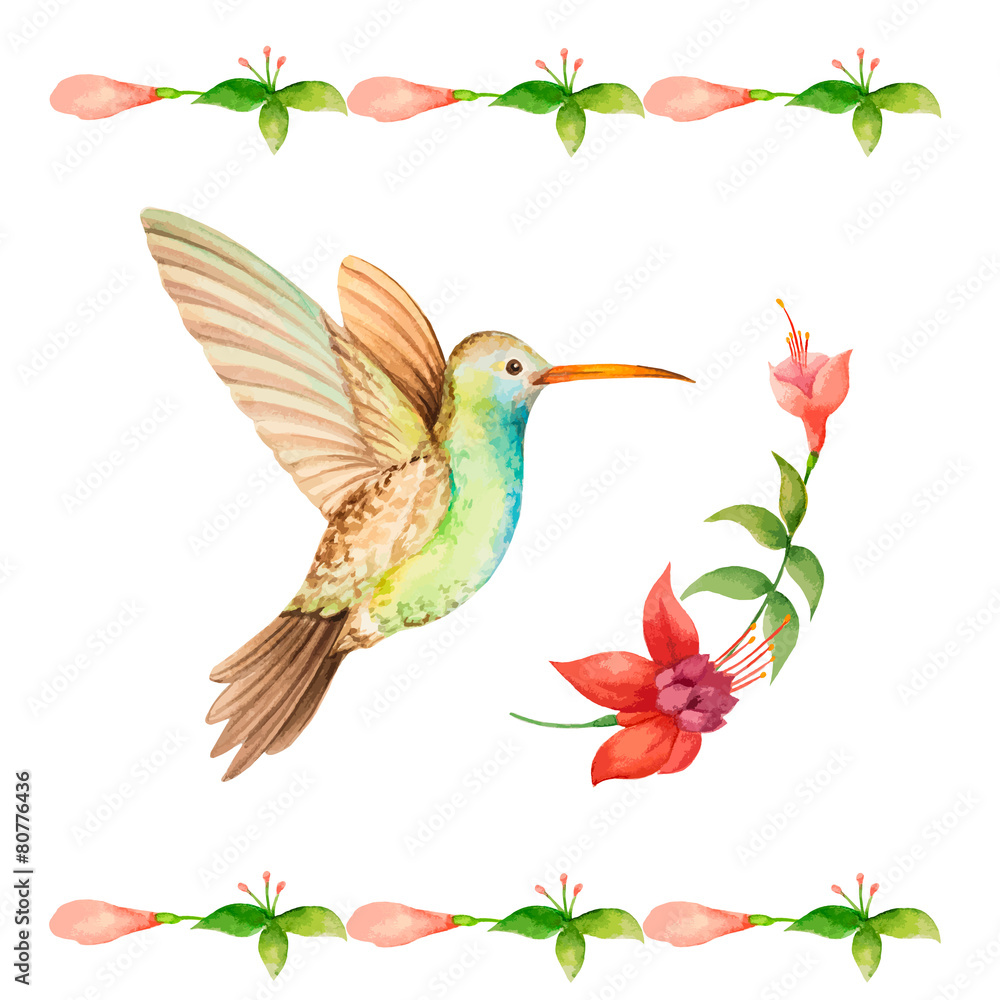 Obraz premium Hummingbird