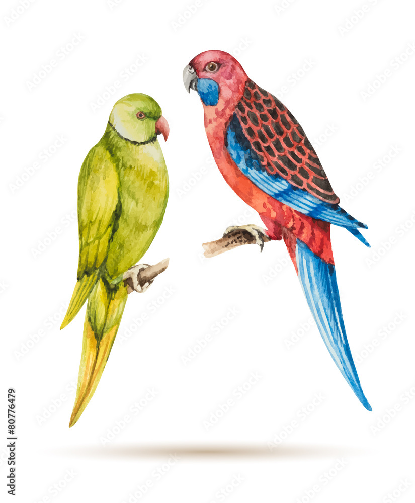 Fototapeta premium Parrot