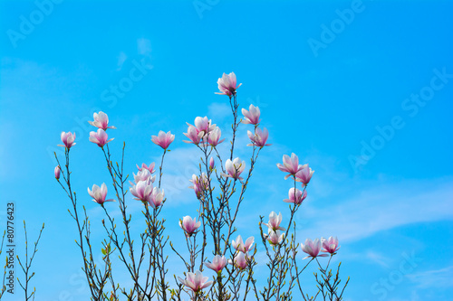 Magnolia Flower and Blue Sky