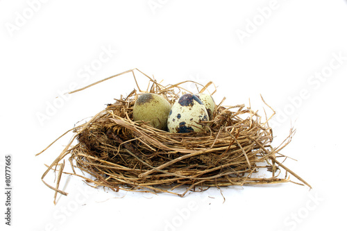 Quail nest with spotted eggs
